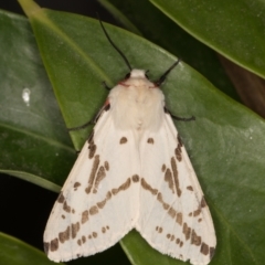 Ardices canescens (Dark-spotted Tiger Moth) at Melba, ACT - 2 Nov 2021 by kasiaaus