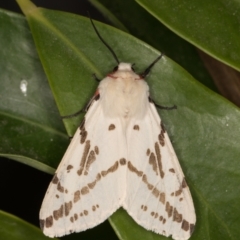 Spilosoma canescens (Dark-spotted Tiger Moth) at Melba, ACT - 2 Nov 2021 by kasiaaus