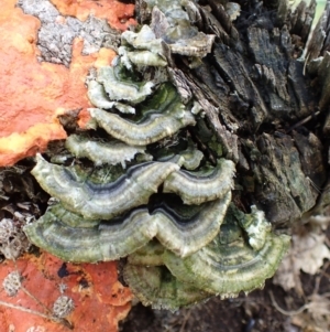 Trametes versicolor at Cook, ACT - 19 Jan 2022 08:35 AM