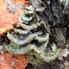 Trametes versicolor (Turkey Tail) at Cook, ACT - 18 Jan 2022 by drakes