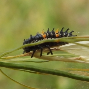 Harmonia conformis at Stromlo, ACT - 21 Jan 2022