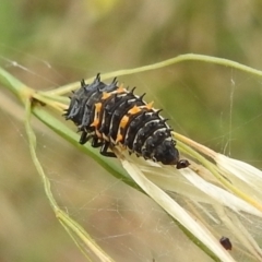 Harmonia conformis at Stromlo, ACT - 21 Jan 2022