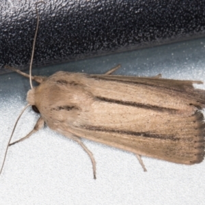 Leucania diatrecta at Melba, ACT - 2 Nov 2021 10:04 PM