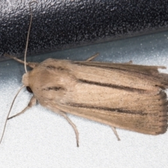 Leucania diatrecta (A Noctuid moth) at Melba, ACT - 2 Nov 2021 by kasiaaus
