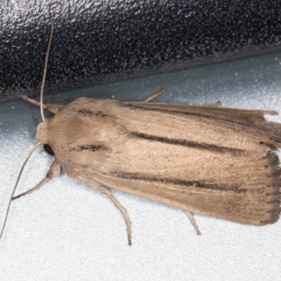 Leucania diatrecta (A Noctuid moth) at Melba, ACT - 2 Nov 2021 by kasiaaus