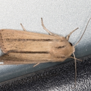 Leucania diatrecta at Melba, ACT - 2 Nov 2021