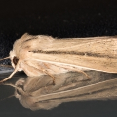 Leucania diatrecta at Melba, ACT - 2 Nov 2021 10:04 PM