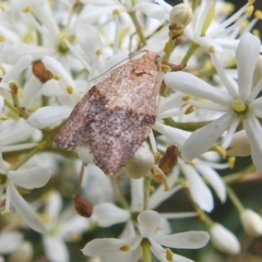 Epiphyas postvittana (Light Brown Apple Moth) at Stromlo, ACT - 21 Jan 2022 by HelenCross