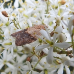 Epiphyas postvittana at Stromlo, ACT - suppressed