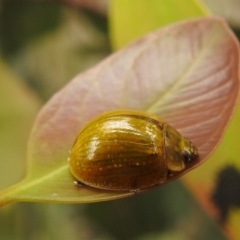 Paropsisterna cloelia (Eucalyptus variegated beetle) at Lions Youth Haven - Westwood Farm A.C.T. - 21 Jan 2022 by HelenCross