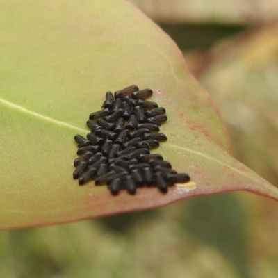 Paropsini sp. (tribe) (Unidentified paropsine leaf beetle) at Lions Youth Haven - Westwood Farm A.C.T. - 21 Jan 2022 by HelenCross