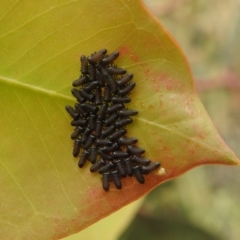 Paropsini sp. (tribe) at Stromlo, ACT - suppressed