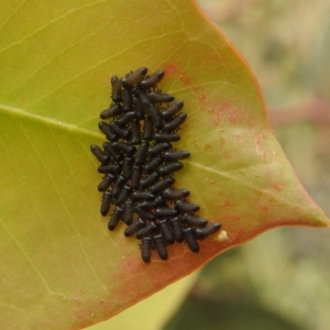 Paropsini sp. (tribe) at Stromlo, ACT - suppressed