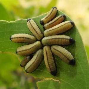 Paropsisterna cloelia at Stromlo, ACT - suppressed