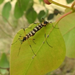 Gynoplistia (Gynoplistia) bella (A crane fly) at Lions Youth Haven - Westwood Farm A.C.T. - 21 Jan 2022 by HelenCross