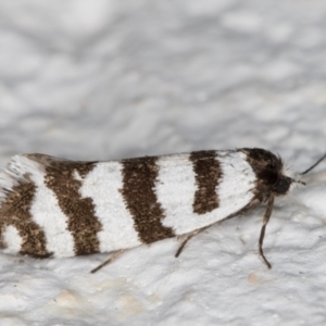 Lepidoscia cataphracta at Melba, ACT - 2 Nov 2021