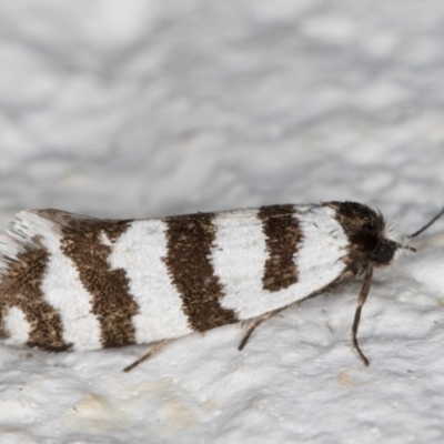 Lepidoscia cataphracta (A Case moth) at Melba, ACT - 2 Nov 2021 by kasiaaus