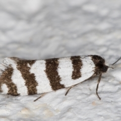 Lepidoscia cataphracta (A Case moth) at Melba, ACT - 2 Nov 2021 by kasiaaus