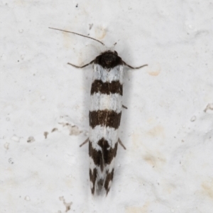 Lepidoscia cataphracta at Melba, ACT - 2 Nov 2021 11:57 PM