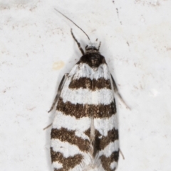 Lepidoscia cataphracta at Melba, ACT - 2 Nov 2021