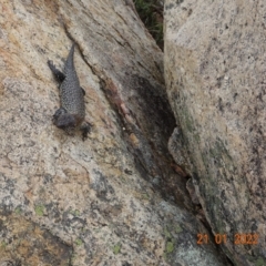 Egernia cunninghami (Cunningham's Skink) at Namadgi National Park - 21 Jan 2022 by GirtsO