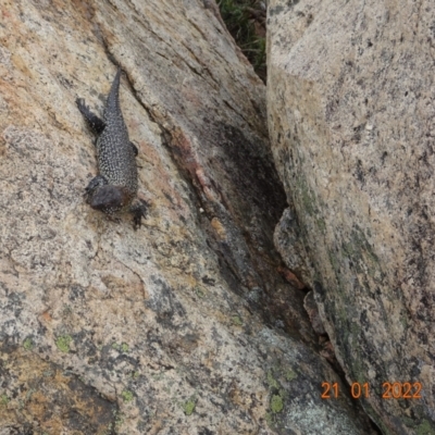 Egernia cunninghami (Cunningham's Skink) at Namadgi National Park - 21 Jan 2022 by GirtsO