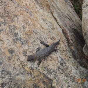 Egernia cunninghami at Tennent, ACT - 21 Jan 2022 12:43 PM