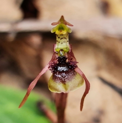 Chiloglottis sylvestris (Small Wasp Orchid) at Jerrawangala National Park - 21 Jan 2022 by RobG1