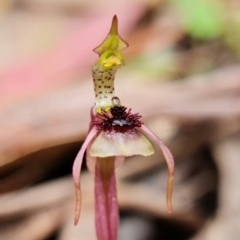 Chiloglottis sylvestris at Jerrawangala, NSW - suppressed