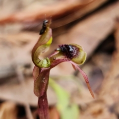 Chiloglottis sylvestris at Jerrawangala, NSW - 21 Jan 2022