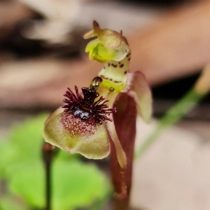 Chiloglottis sylvestris at Jerrawangala, NSW - 21 Jan 2022