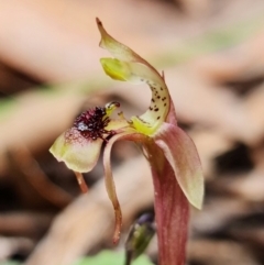 Chiloglottis sylvestris at Jerrawangala, NSW - suppressed