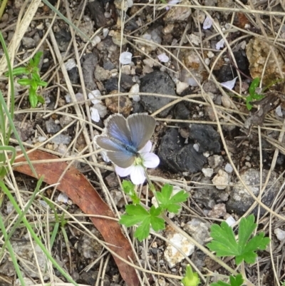 Zizina otis (Common Grass-Blue) at Tennent, ACT - 21 Jan 2022 by GirtsO