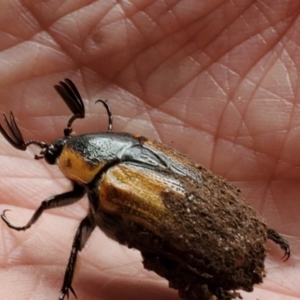 Chondropyga dorsalis at Greenleigh, NSW - 21 Jan 2022 02:15 PM