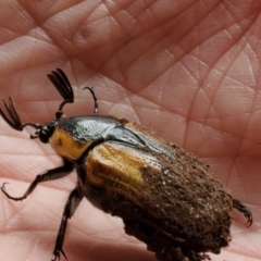 Chondropyga dorsalis (Cowboy beetle) at Greenleigh, NSW - 21 Jan 2022 by LyndalT