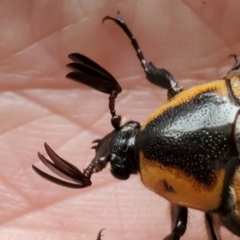 Chondropyga dorsalis at Greenleigh, NSW - 21 Jan 2022 02:15 PM