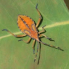 Amorbus sp. (genus) (Eucalyptus Tip bug) at Jerrabomberra, ACT - 21 Jan 2022 by SandraH