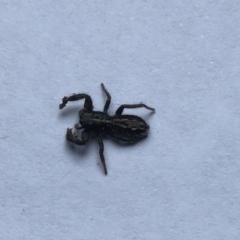Holoplatys planissima (Common ultraflat jumping spider, Grooved jumping spider) at McKellar, ACT - 22 Jan 2022 by Kalay