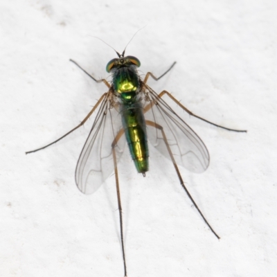 Austrosciapus sp. (genus) (Long-legged fly) at Melba, ACT - 2 Nov 2021 by kasiaaus