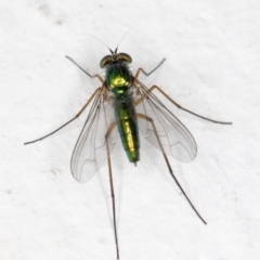 Austrosciapus sp. (genus) (Long-legged fly) at Melba, ACT - 2 Nov 2021 by kasiaaus
