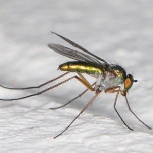 Austrosciapus sp. (genus) at Melba, ACT - 2 Nov 2021