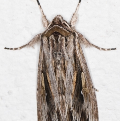 Persectania ewingii (Southern Armyworm) at Melba, ACT - 2 Nov 2021 by kasiaaus