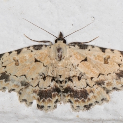 Sandava scitisignata (A noctuid moth) at Melba, ACT - 2 Nov 2021 by kasiaaus