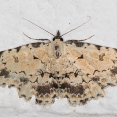 Sandava scitisignata (A noctuid moth) at Melba, ACT - 2 Nov 2021 by kasiaaus