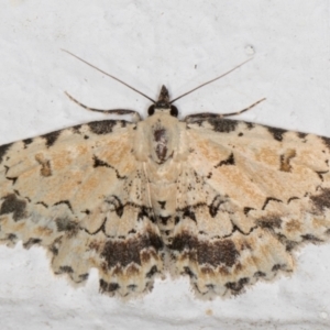 Sandava scitisignata (A noctuid moth) at Melba, ACT by kasiaaus