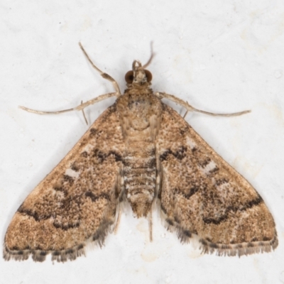 Nacoleia rhoeoalis (A Crambid moth (Spilomelinae) at Melba, ACT - 2 Nov 2021 by kasiaaus