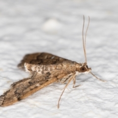 Nacoleia rhoeoalis at Melba, ACT - 2 Nov 2021 11:48 PM