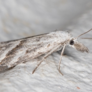 Nola paromoea (Divided Tuft-moth) at Melba, ACT by kasiaaus