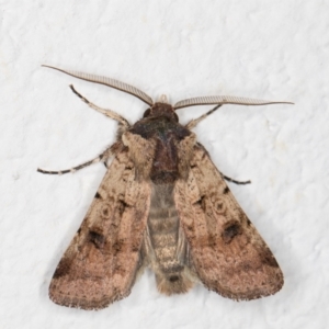 Agrotis porphyricollis at Melba, ACT - 2 Nov 2021