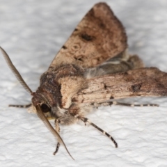 Agrotis porphyricollis at Melba, ACT - 2 Nov 2021